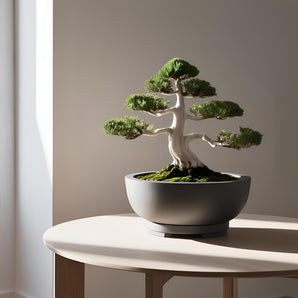 Moderne minimalistisk bonsai potte med drænplade