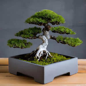 Minimalistyczna kwadratowa doniczka do drzewek bonsai